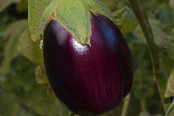 贵人无数的三大星座女 一生贵人最多的三大星座