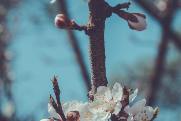 仙指阁运势 2024年8月15日十二生肖运势解析