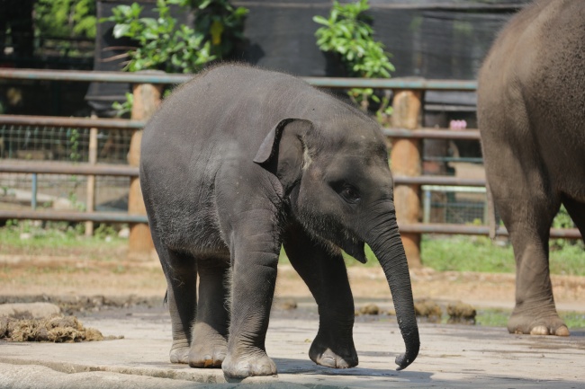 属鸡和虎能不能在一起 宜属鸡婚配的生肖有