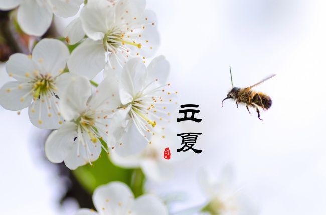 犯太岁2024年生肖是什么 2024年犯太岁的生肖列表