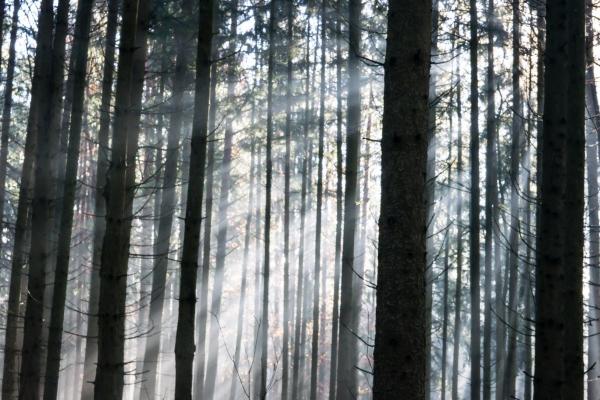 龙遇鼠为什么有福气 龙与鼠的相生相克