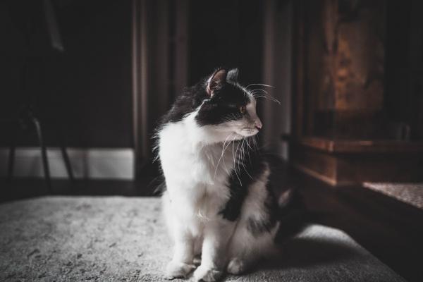 哪个生肖最傻最天真，脑子转不过弯来