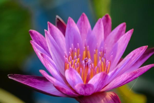 子女有大出息的生肖女 子女运好的生肖