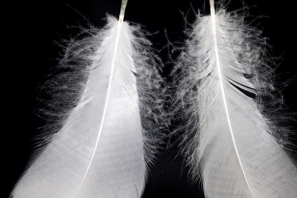 龙年容易与哪些生肖犯冲？化解方法大公开