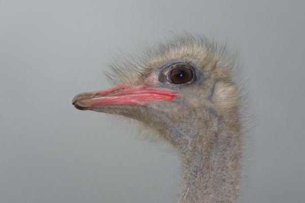 闷声干大事的生肖女，低调却能力超群