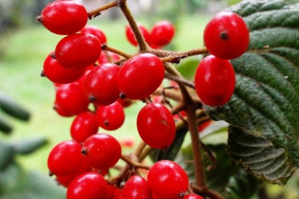 苏珊米勒 今日星座运势查询2024.8.29