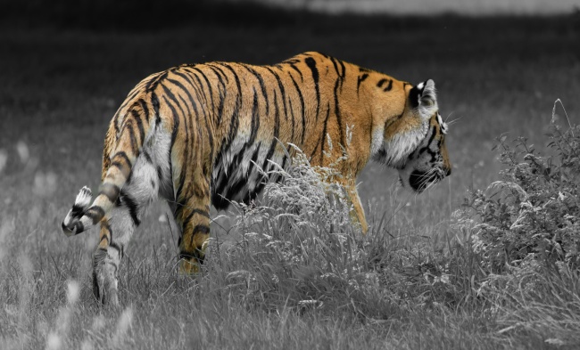 仙指阁运势 每日12星座运势2024.9.9