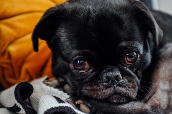 仙指阁运势 今日星座运势查询2024.9.10