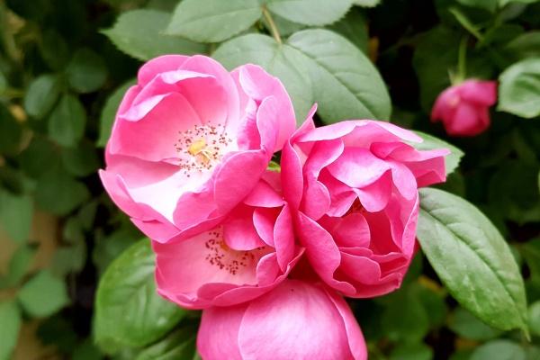 苏珊米勒 今日星座运势查询2024.9.23