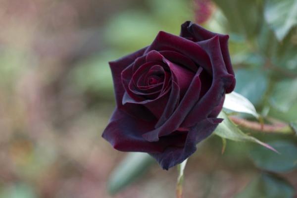 闹闹女巫 十二星座2024年10月运势详解