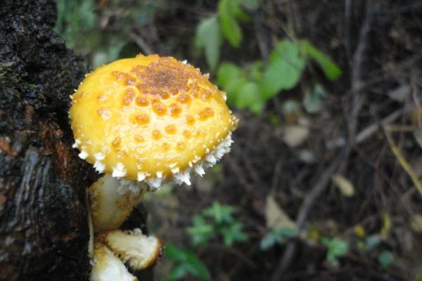 闹闹女巫 2024年10月14日十二星座今日运势