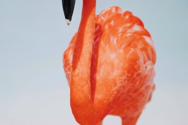 属马人2025年2月运势