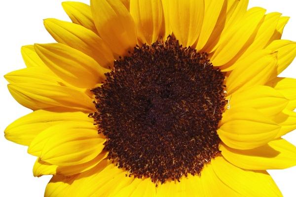 2025年3月25日十二生肖运势每日播报