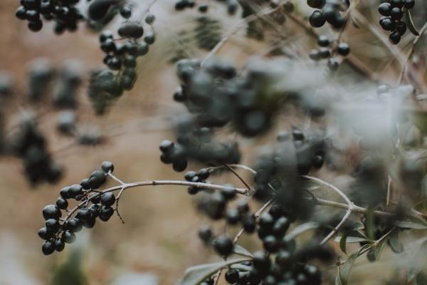 属猴男会真心爱属羊女吗