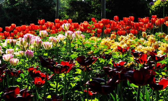 12生肖今日运势详解（2025.2.18）