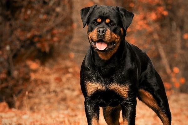 属马人2025年爱情运如何