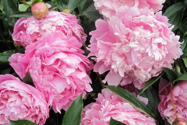 属虎与马相破是什么意思啊