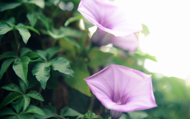 属猪人2025年4月运势