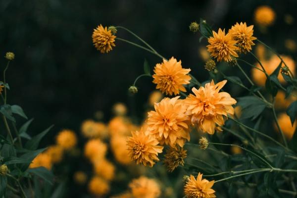 属牛人2025年官运如何