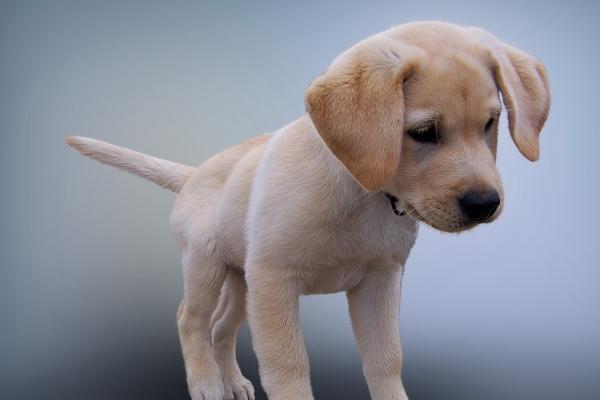 12生肖今日运势详解（2025.3.3）