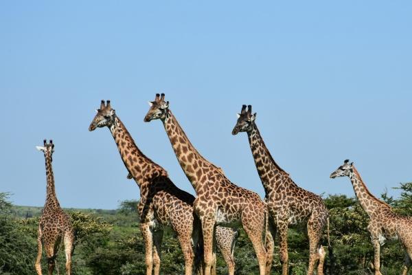 虎男和牛女的个性如何