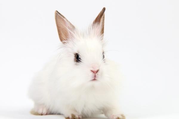 2025年1月9日十二生肖运势每日播报