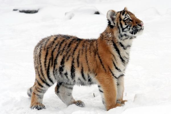 男鸡女牛相差几岁