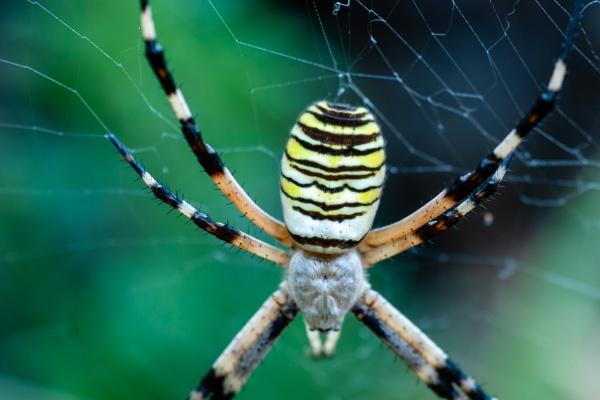 属牛人佩戴朱砂好吗