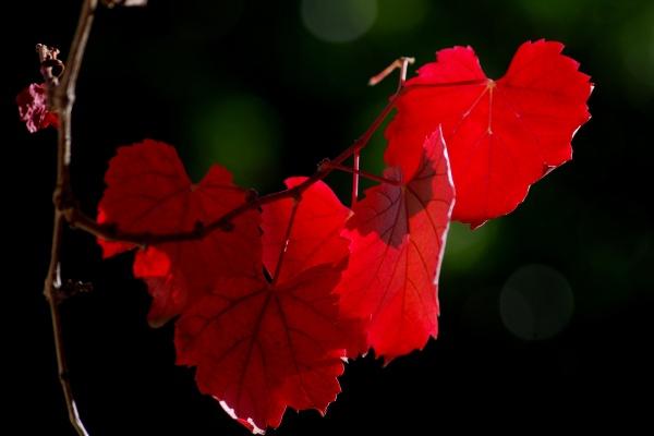 1973属牛的大运年是哪一年