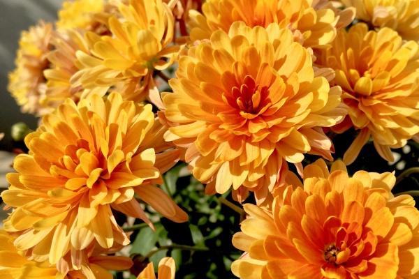 1978年属马2025运势完整版