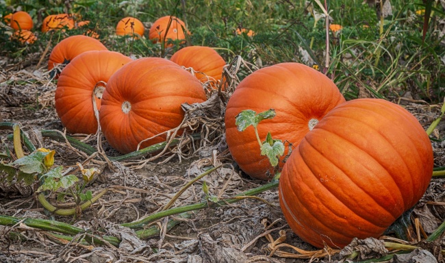 2013年属蛇人最怕几月生