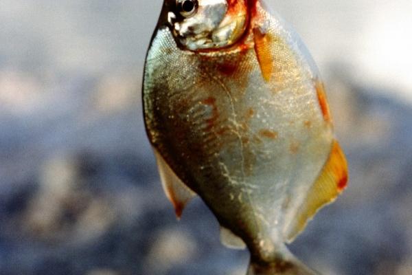 87年兔炉中火命适合的事业