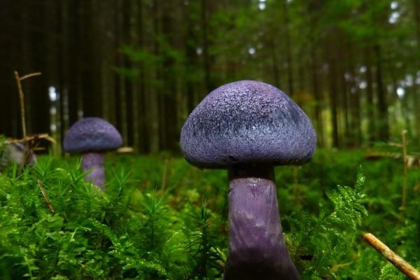 1962年属虎人是金命还是水命