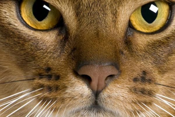 属兔人最大的小人是谁