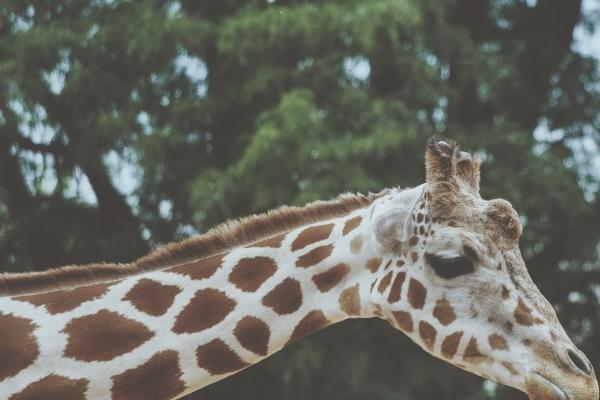 2025年是属龙人的天喜之年