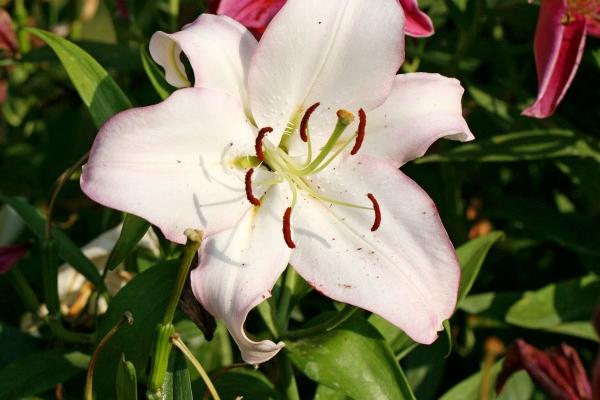 正月属蛇男对家人有影响吗