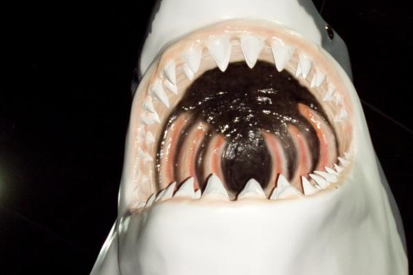 2005属鸡房间的幸运花和植物