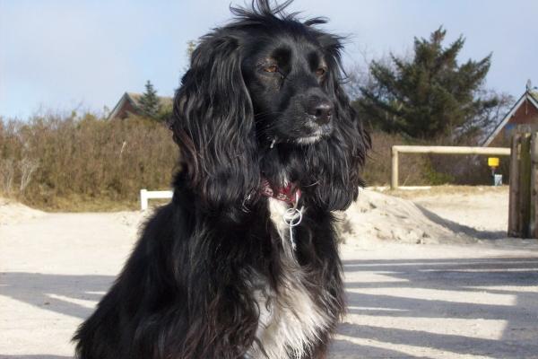 属狗人跟谁一起最幸福