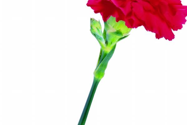 属蛇2025几月出生最好命运