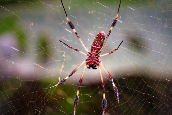 属牛女驾驭的生肖男