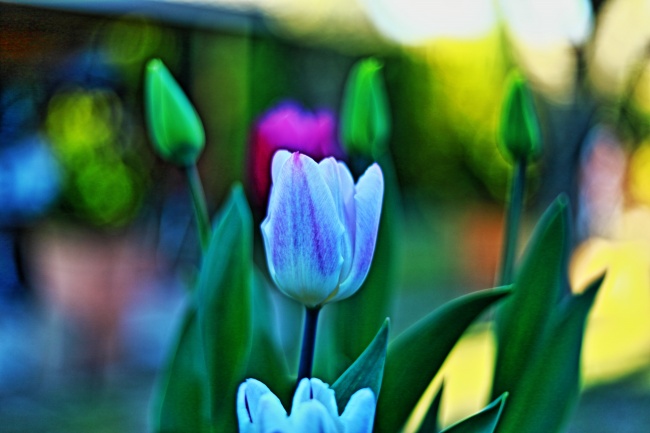 2025属蛇的五行属性是什么