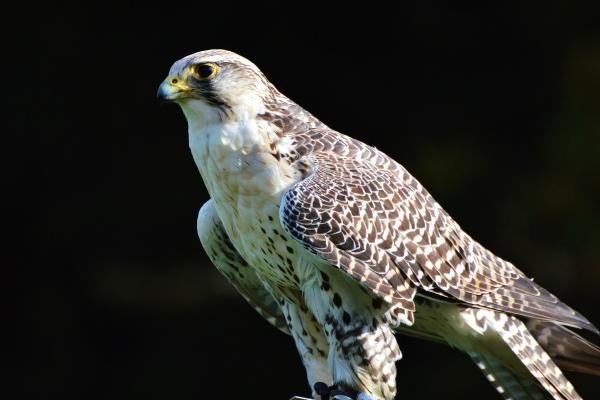 93年属鸡买楼盘住几楼最旺运