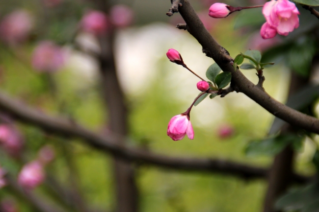 80年的猴石榴木命缺啥