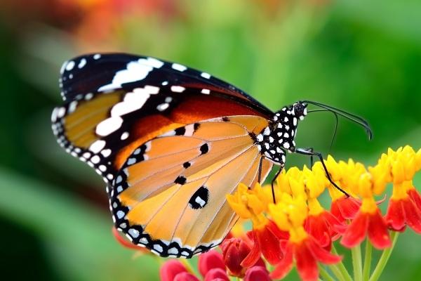 属鼠生什么属相宝宝好