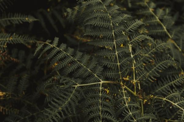 1979年属羊人的后半生命运