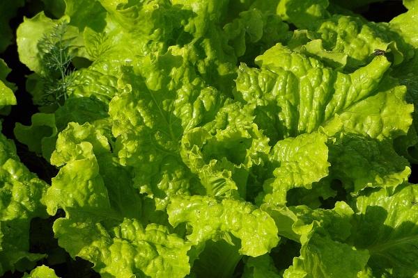 2025年属牛财运好吗