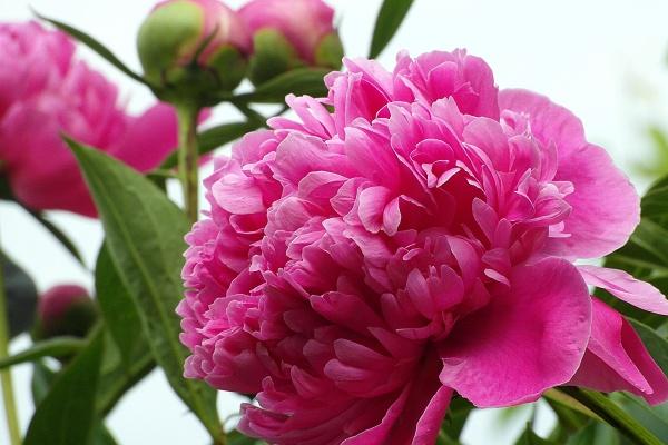 兔女二婚幸福吗