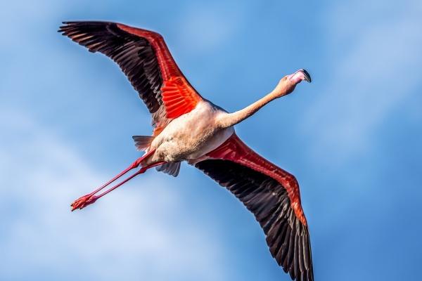 属牛人上辈子欠谁的债