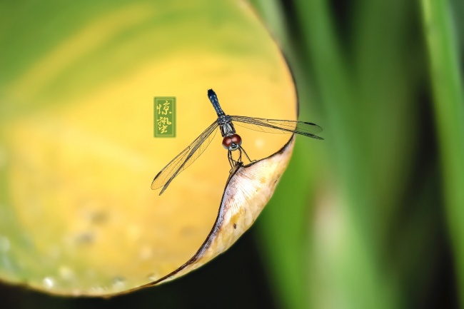 2025蛇还是2026的马好