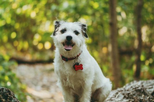 71年猪最难熬的一年